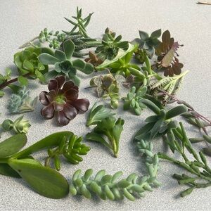 Assorted Unroot 12 Succulent Cuttings 2-5 inches each